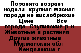 Поросята возраст 4 недели, крупная мясная порода(не вислобрюхие ) › Цена ­ 4 000 - Все города, Ступинский р-н Животные и растения » Другие животные   . Мурманская обл.,Кандалакша г.